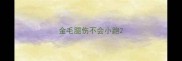 金毛腿伤不会小跑