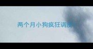 两个月小狗疯狂调皮