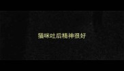 猫咪吐后精神很好