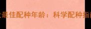 拉布拉多母犬最佳配种年龄科学配种指南与饲养建议