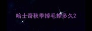 哈士奇秋季掉毛掉多久