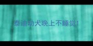 泰迪幼犬晚上不睡觉