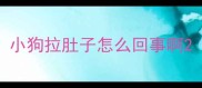 小狗拉肚子怎么回事啊