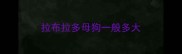 拉布拉多母狗一般多大
