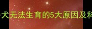 纯种拉布拉多犬无法生育的5大原因及科学解决方法