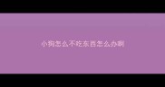 小狗怎么不吃东西怎么办啊