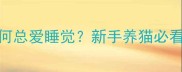 两个月大猫咪为何总爱睡觉新手养猫必看的健康养护指南