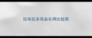 拉布拉多耳朵长得比较高
