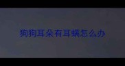 狗狗耳朵有耳螨怎么办