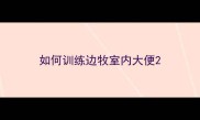 如何训练边牧室内大便