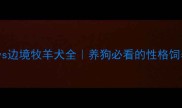 澳洲牧羊犬vs边境牧羊犬全养狗必看的性格饲养选购指南