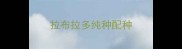 拉布拉多纯种配种