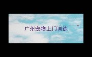 广州宠物上门训练
