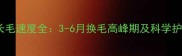 博美犬长毛速度全3-6月换毛高峰期及科学护理指南