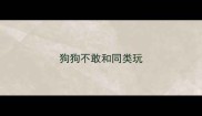 狗狗不敢和同类玩