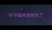 怀孕猫咪突然死了