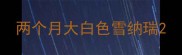 两个月大白色雪纳瑞