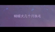 蝴蝶犬几个月换毛