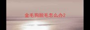 金毛狗脱毛怎么办