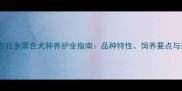 金毛与拉布拉多黑色犬种养护全指南品种特性饲养要点与选购建议
