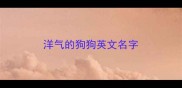 洋气的狗狗英文名字