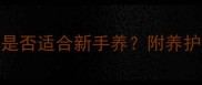 泰迪犬饲养全是否适合新手养附养护指南与常见问题