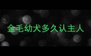 金毛幼犬多久认主人