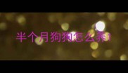 半个月狗狗怎么养