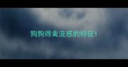 狗狗得禽流感的特征