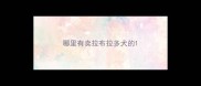 哪里有卖拉布拉多犬的