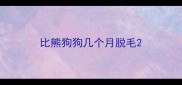 比熊狗狗几个月脱毛