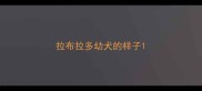 拉布拉多幼犬的样子
