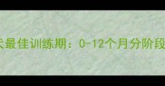 边境牧羊犬最佳训练期0-12个月分阶段训练指南