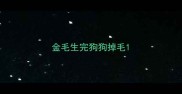 金毛生完狗狗掉毛