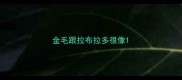 金毛跟拉布拉多很像