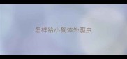 怎样给小狗体外驱虫