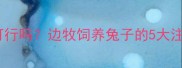 边牧和兔子一起养可行吗边牧饲养兔子的5大注意事项及养护指南