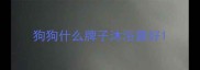 狗狗什么牌子沐浴露好