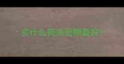 买什么狗当宠物最好