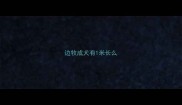 边牧成犬有1米长么