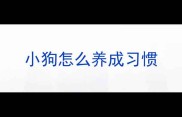 小狗怎么养成习惯
