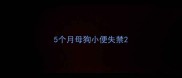 5个月母狗小便失禁