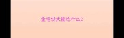 金毛幼犬能吃什么