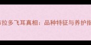 拉布拉多飞耳真相品种特征与养护指南