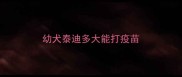 幼犬泰迪多大能打疫苗