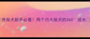 养柴犬新手必看两个月大柴犬的360成长