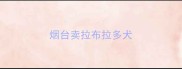 烟台卖拉布拉多犬