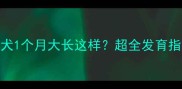 边境牧羊犬1个月大长这样超全发育指南来了