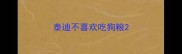 泰迪不喜欢吃狗粮