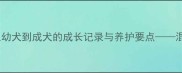 金毛泰迪串串饲养全攻略从幼犬到成犬的成长记录与养护要点混血犬健康训练及饮食指南